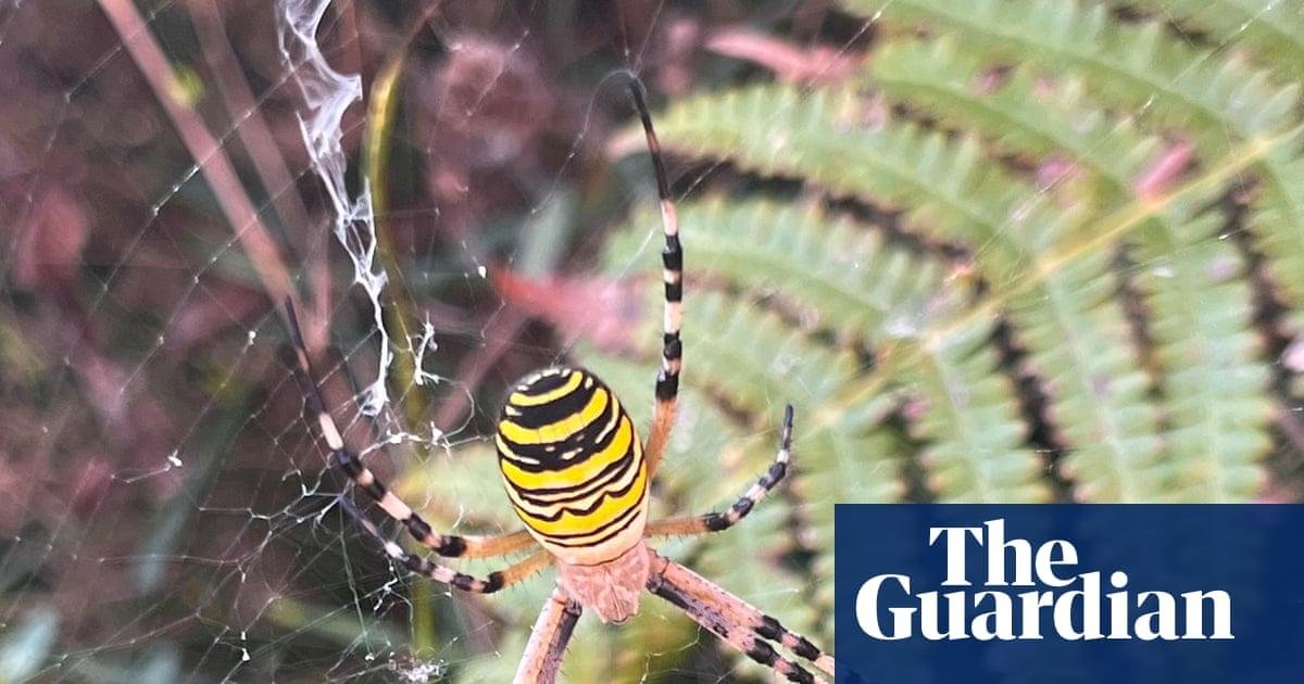 Country diary: A farm that’s a...