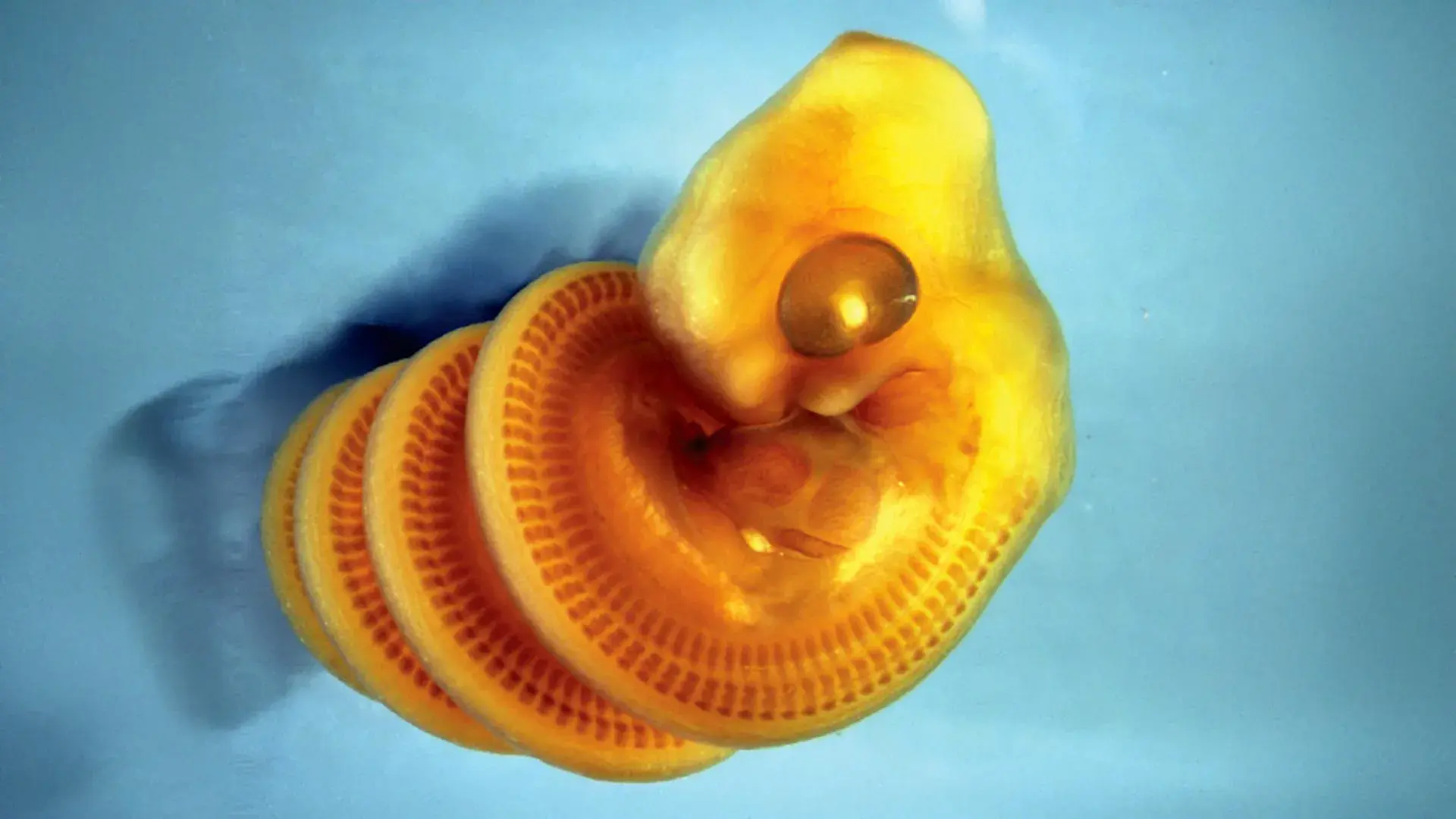 Scientists discover why snake...