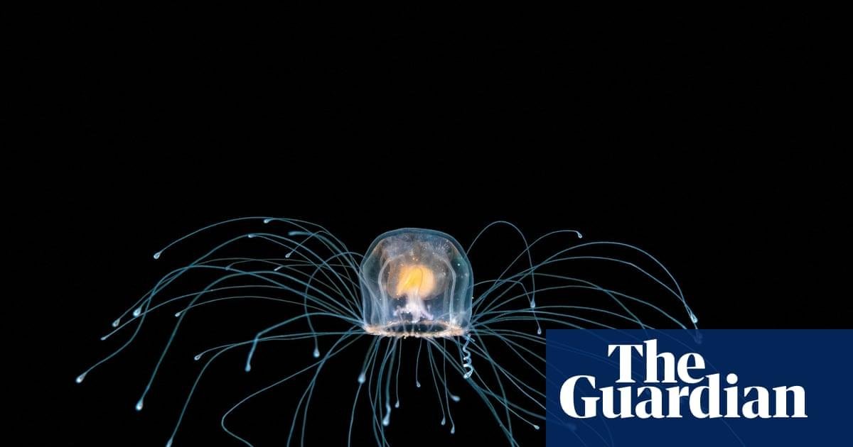 The immortal jellyfish and oth...