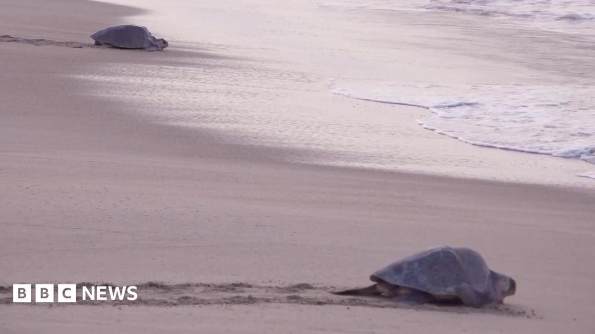 Mass nesting brings swarms of...