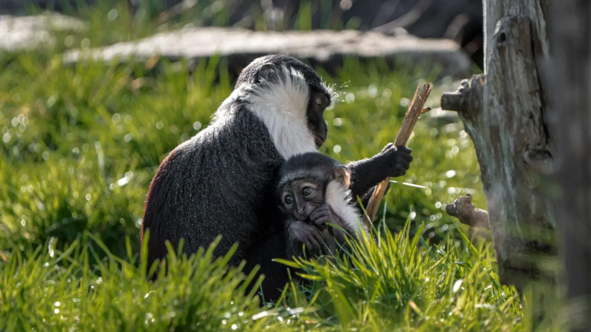 Doctors saved this rare monkey...