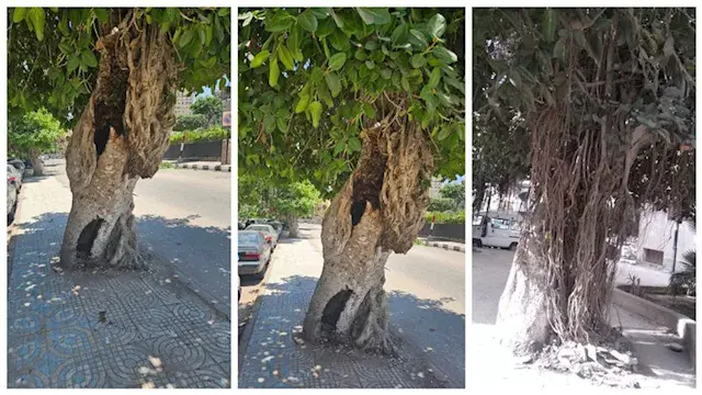 حقيقة قطع أشجار التين البنجالي...