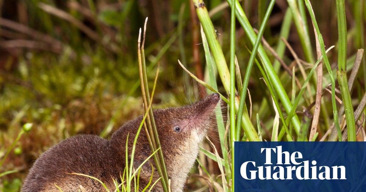 Shrews may grow bigger snouts...