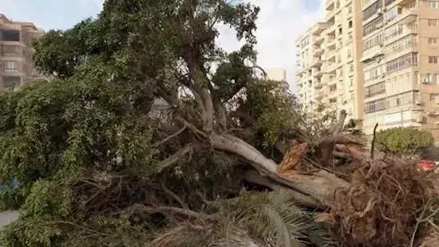 تعديل تشريعي لتجريم قطع الأشجار العشوائي ومضاعفة الغطاء النباتي.. تفاصيل