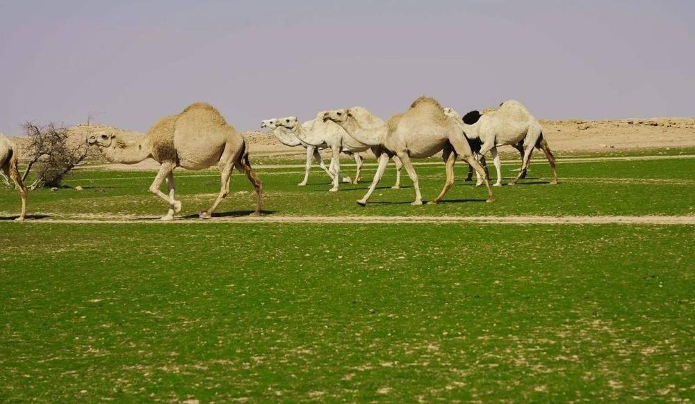 تحديث إلكتروني لسجلات الثروة ا...