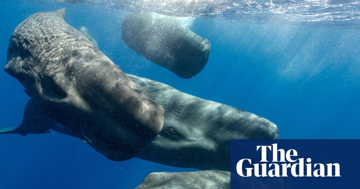 How decoding beluga whales’ ch...