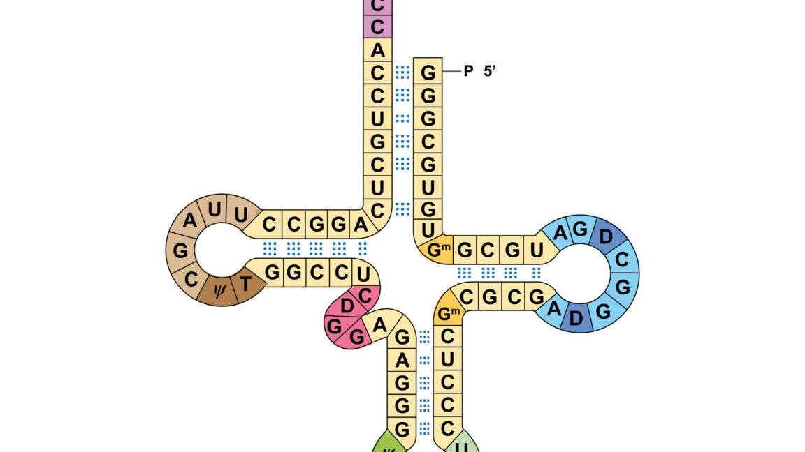 Researchers get two genetic co...