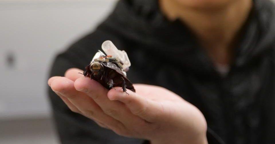 These Cyborg Cockroaches Could...