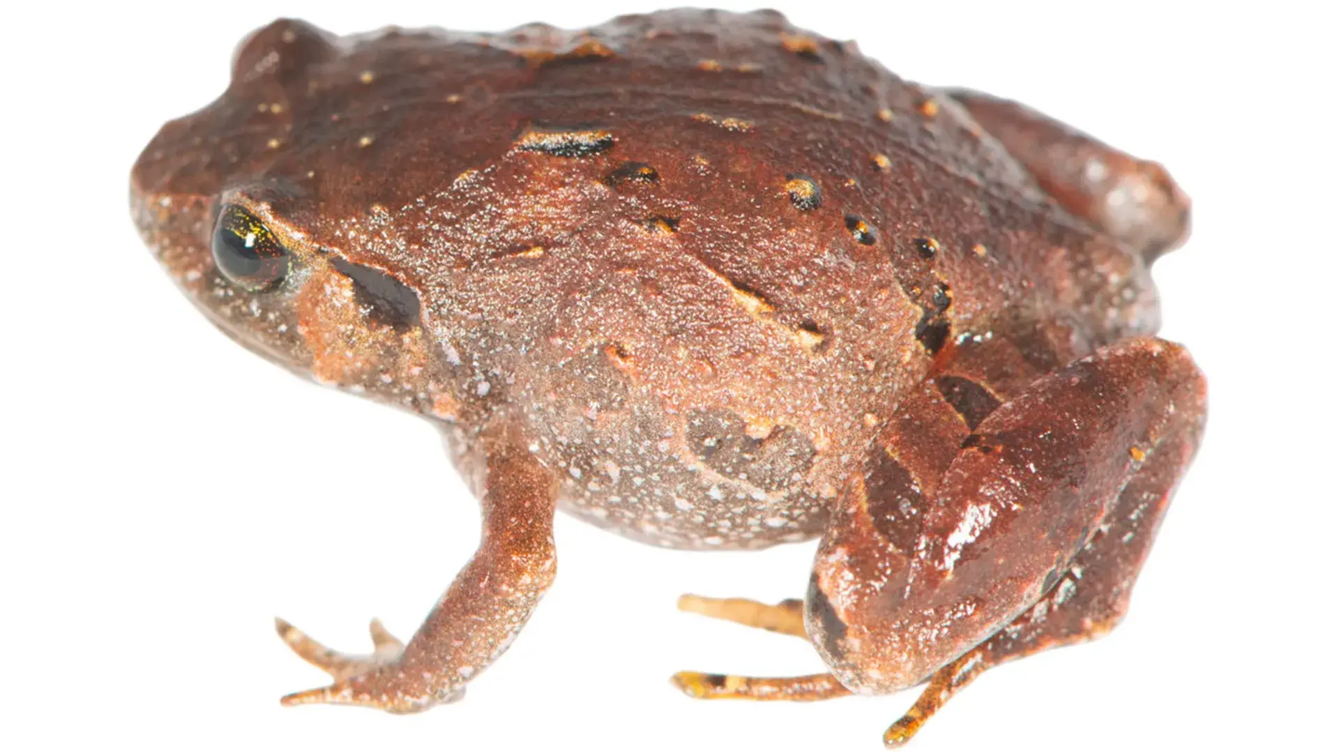 Seven new frog species were hi...