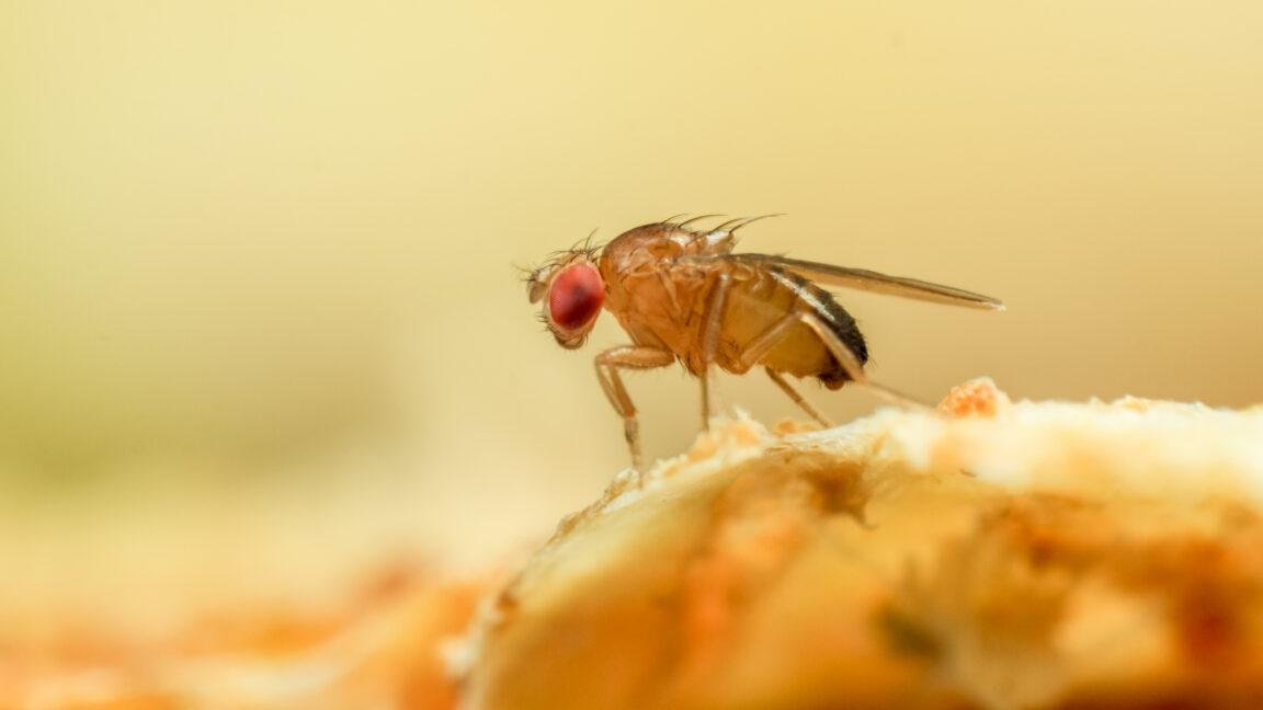 Just like a fruit fly, a new a...