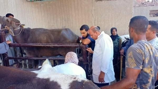 اليوم في جميع المحافظات.. الزراعة تبدأ تحصين الأبقار والأغنام