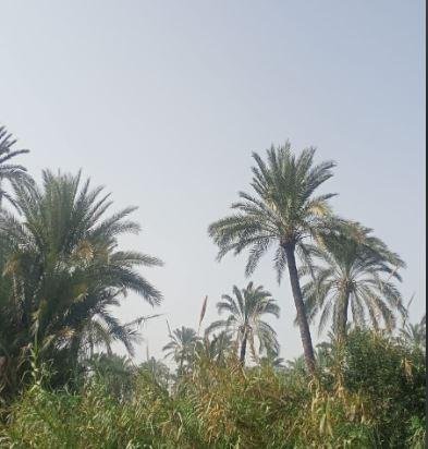 ولاية إنديانا الأمريكية: وفاة...