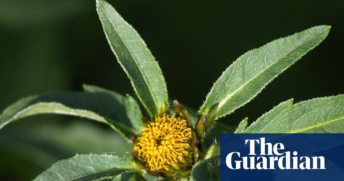 Country diary: Wetland plants...