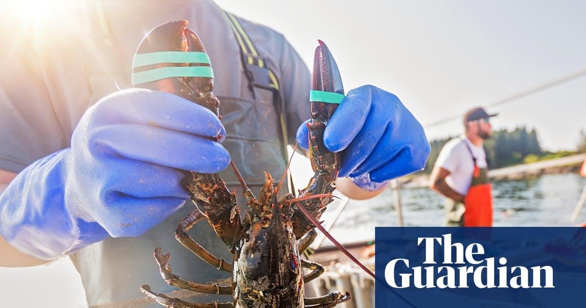 Lobsters and acidic seas: can...