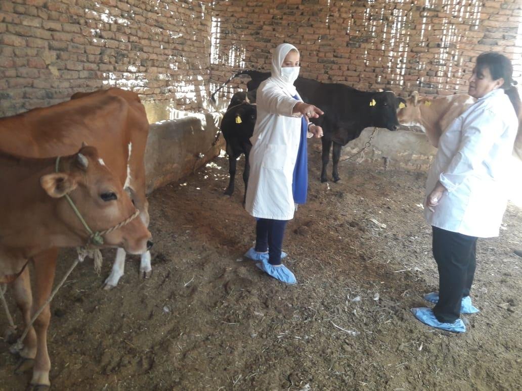 الزراعة: خطة استباقية وإنذار مبكر وتنسيق حكومي لمواجهة الأمراض الحيوانية العابرة للحدود