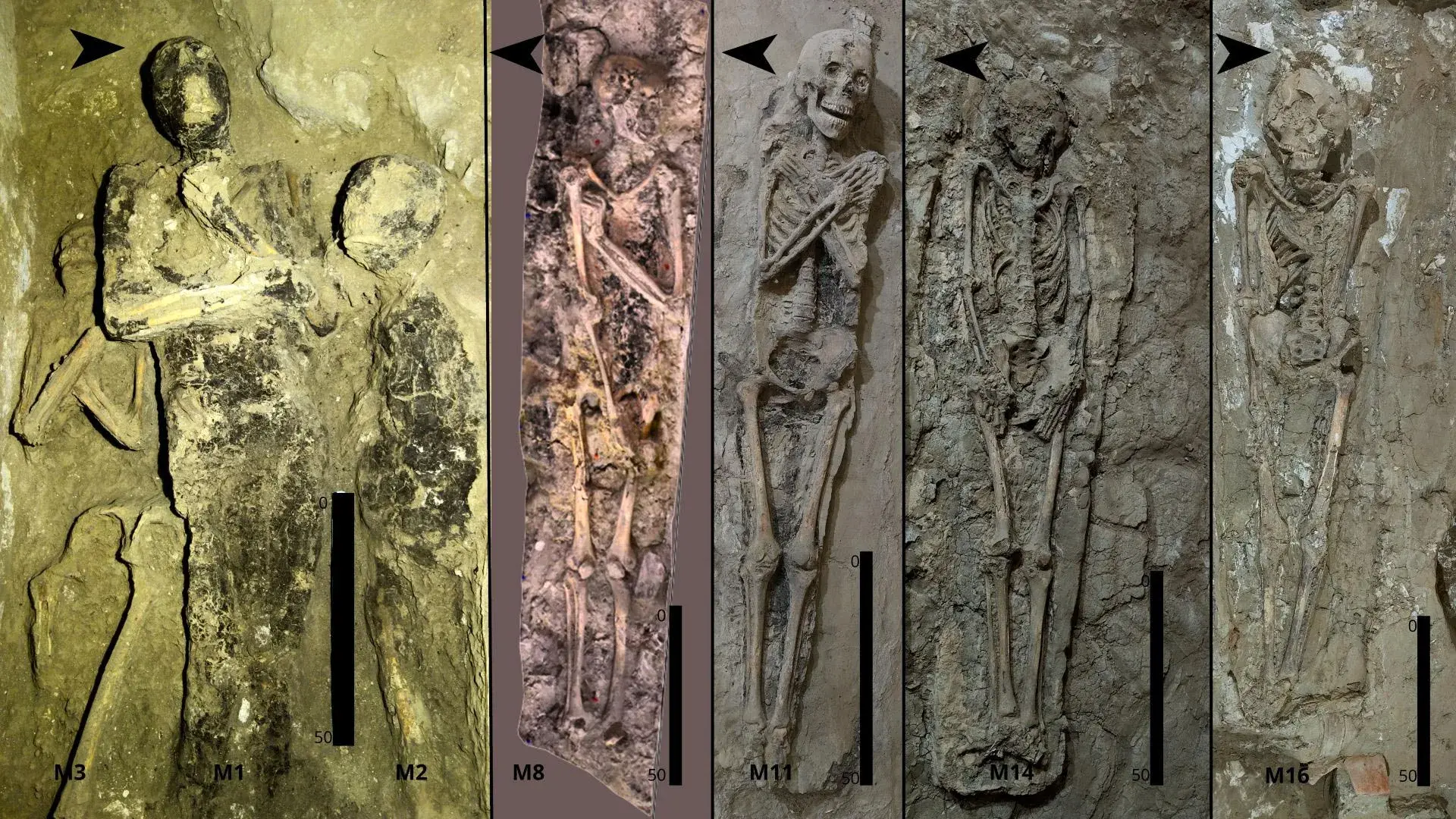 16 mummies and a dog reveal a...
