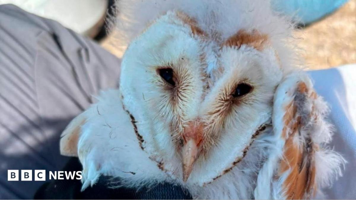 'Magical' and rare barn owl ha...