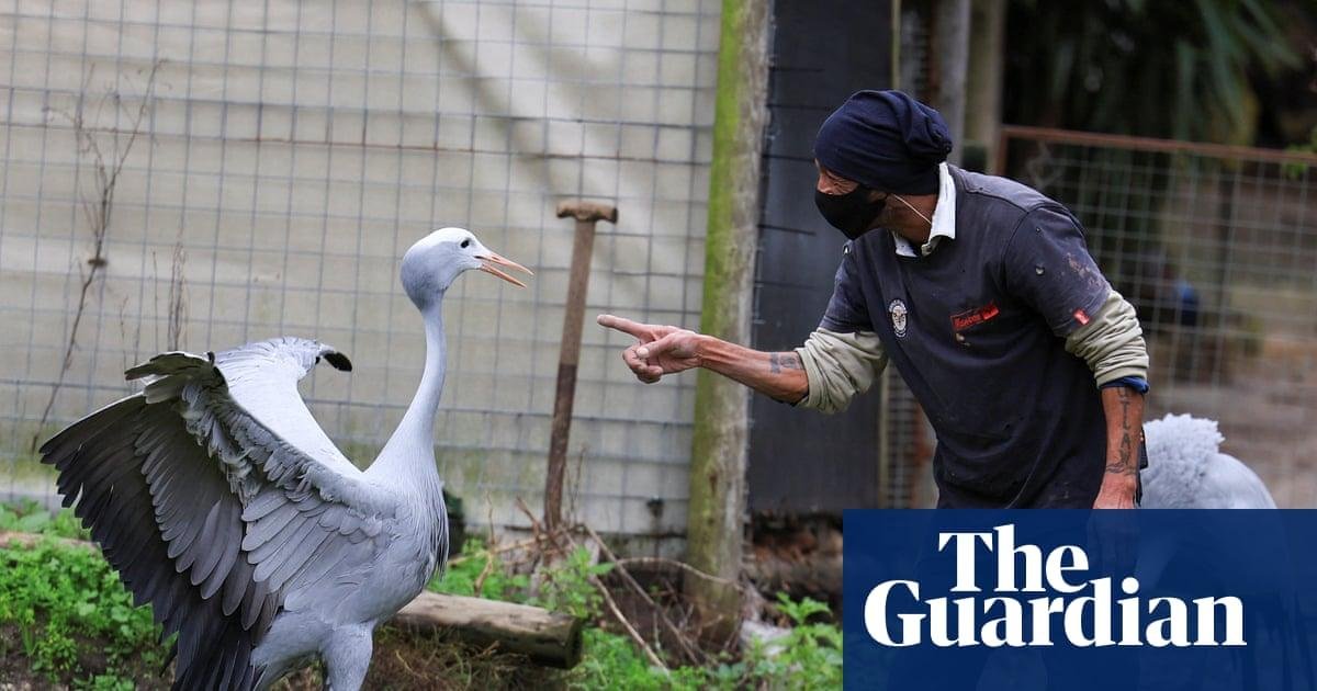 Birdwatch: the avian equivalen...