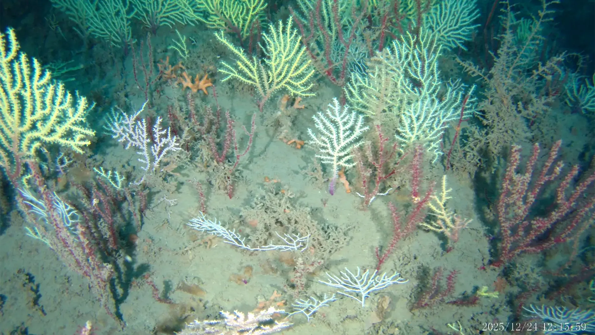 A coral reef thought dead for...