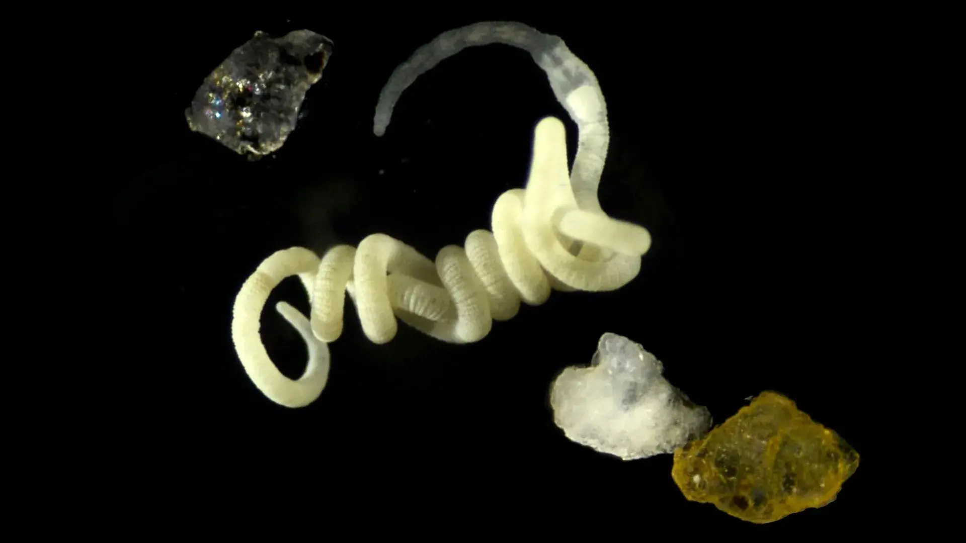 Animals have been eating natur...