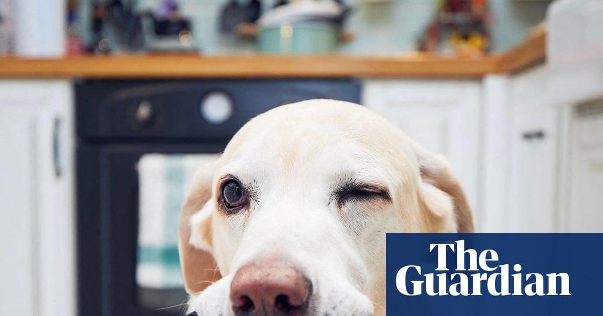 Dogs blink more often when the...