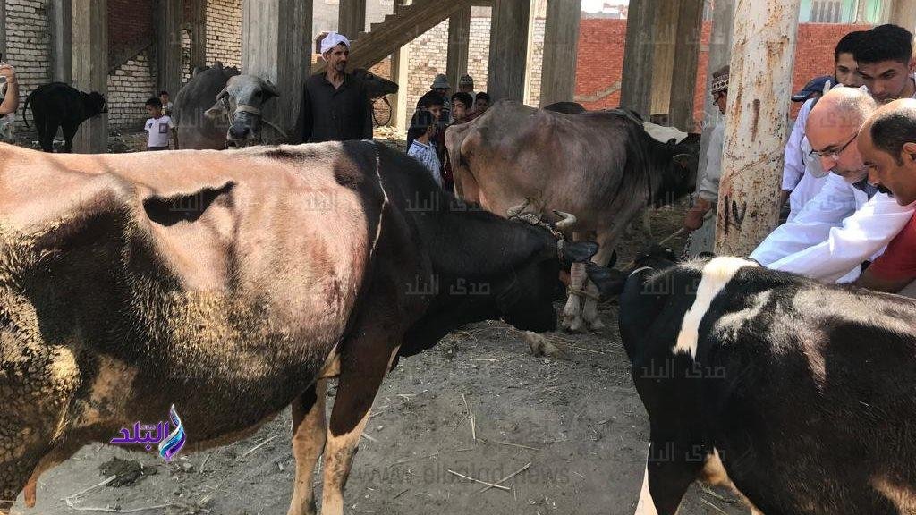 تحصين 21 ألف رأس ماشية ضد الجلد العقدي وطاعون المجترات الصغيرة بالغربية