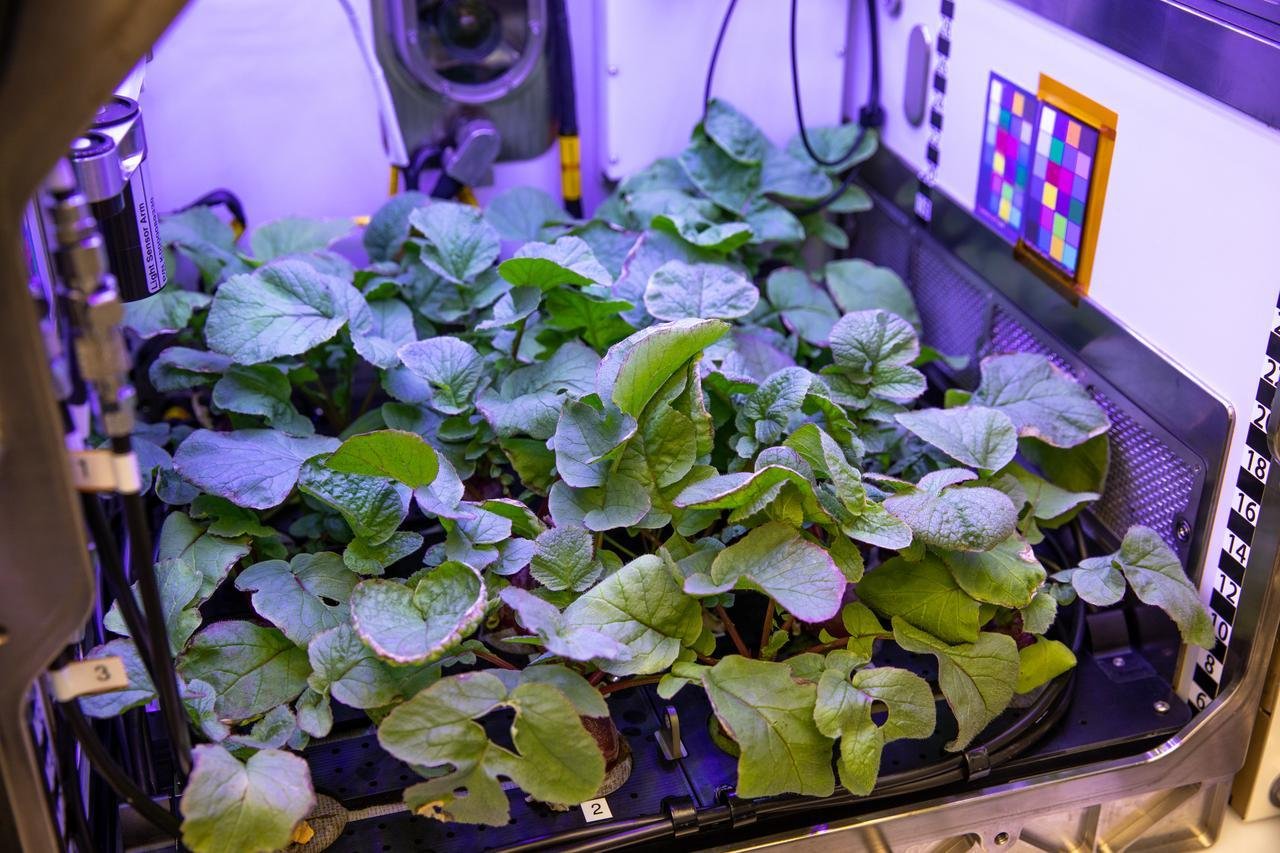 New Crops, Health Research Pro...
