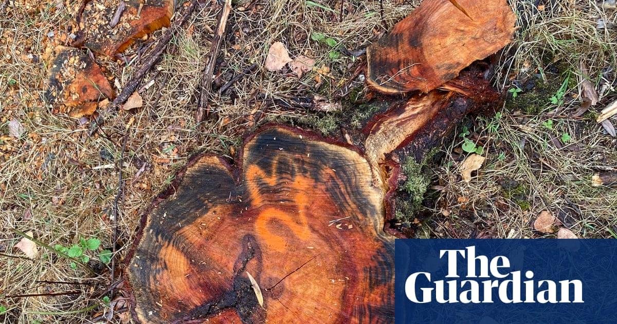 Country diary: The slow magic...