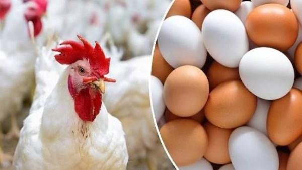 البانيه بكام؟ .. تراجع أسعار الدواجن والبيض اليوم الأربعاء 21-10-2026