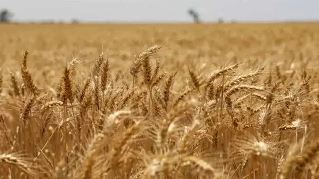 موسم القمح ينتهي برقم قياسي.....