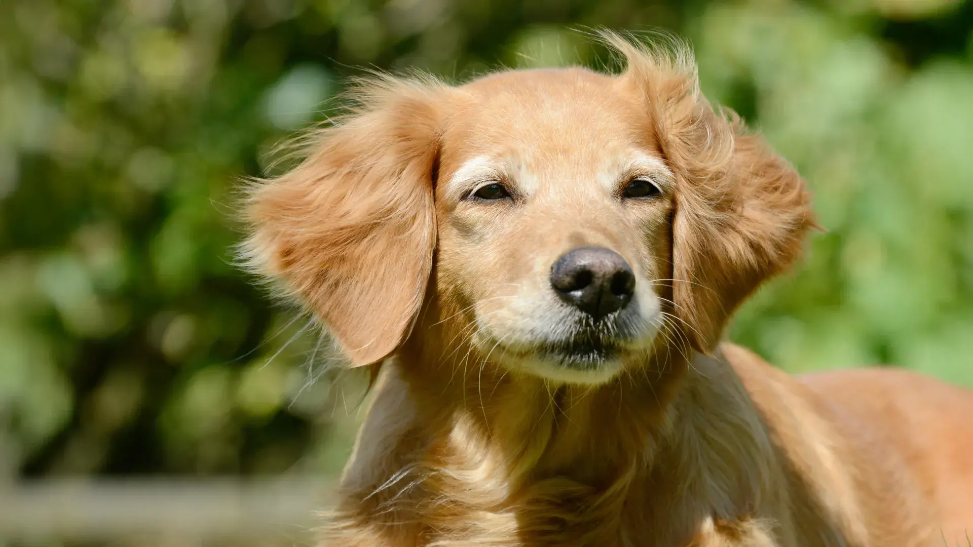 Dogs may hold surprising clues...