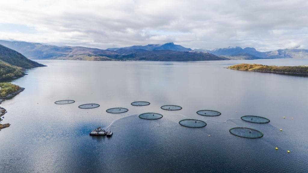 Farmed salmon may not be as nu...