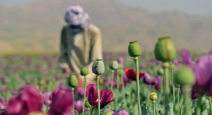 الأمم المتحدة: ارتفاع حجم إنتاج الأفيون بنسبة 400% في أفغانستان خلال 2026 رغم حظر طالبان