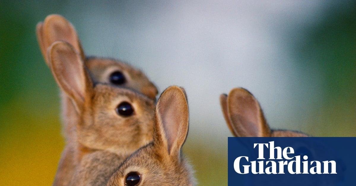 Rabbits are the biggest threat...