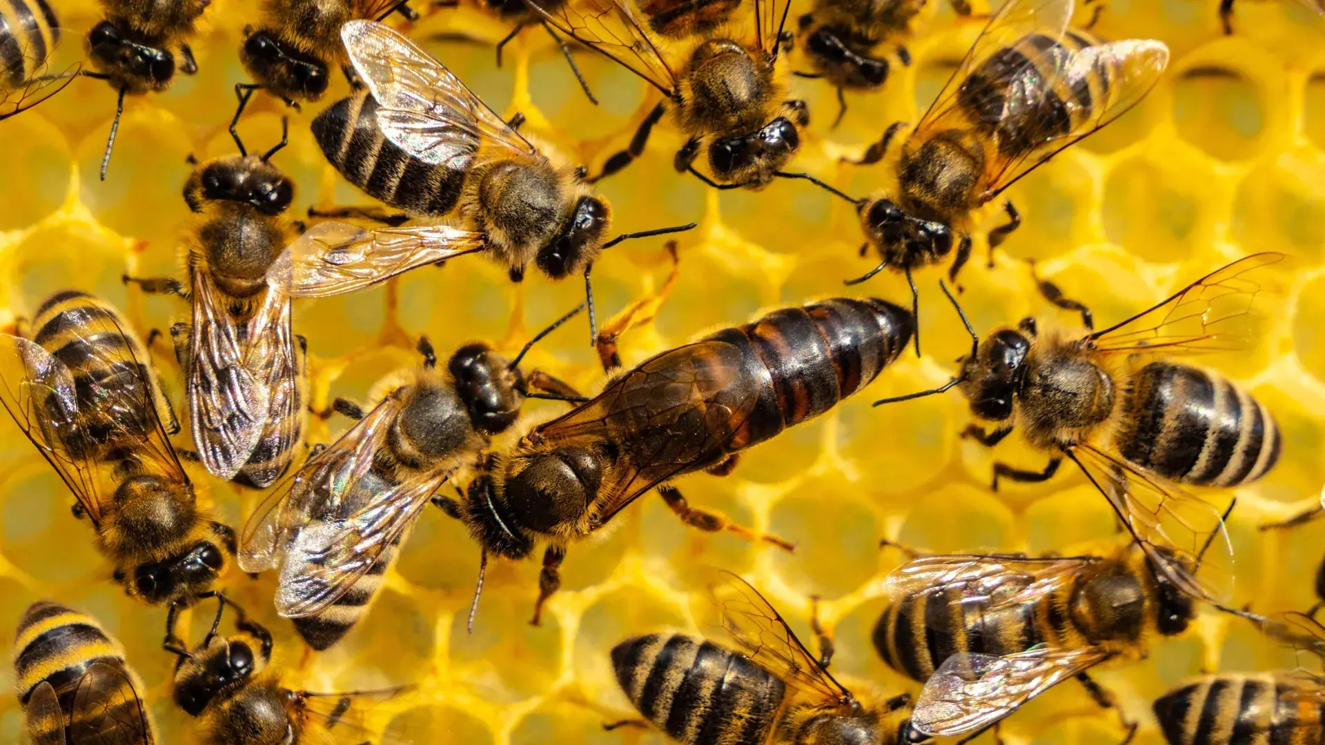 Queen bees have a disturbing w...