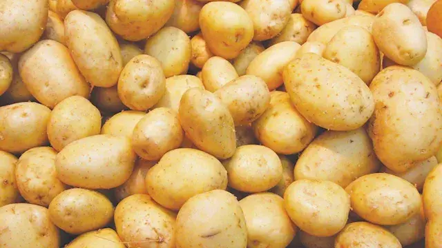 الحاصلات البستانية يدعم صغار م...