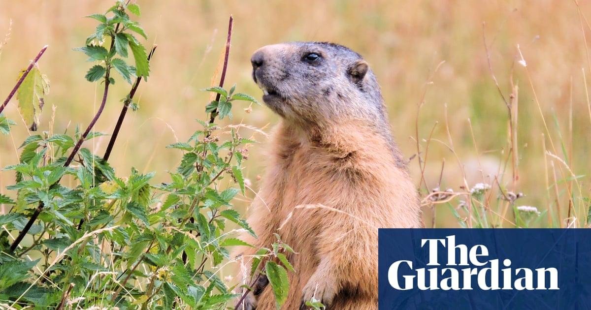 Call to ban marmot hunting in...