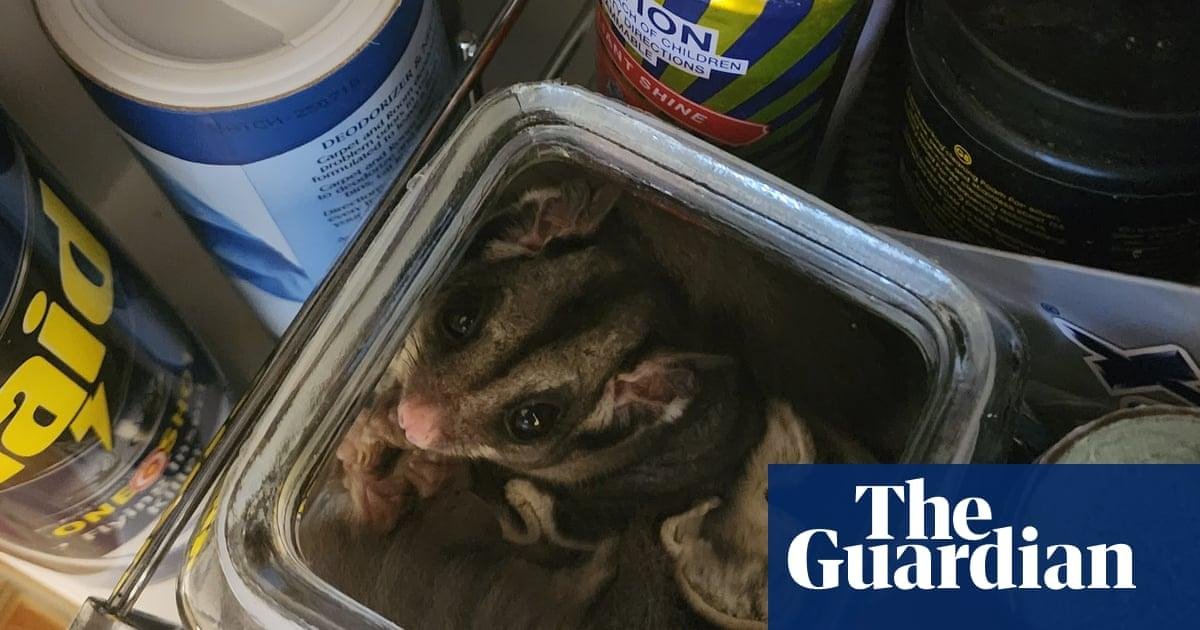 Possums in the roof, koalas in...