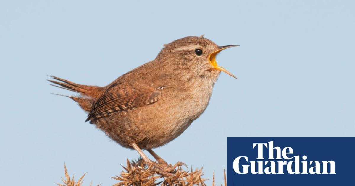 Mood-boosting benefits of bird...