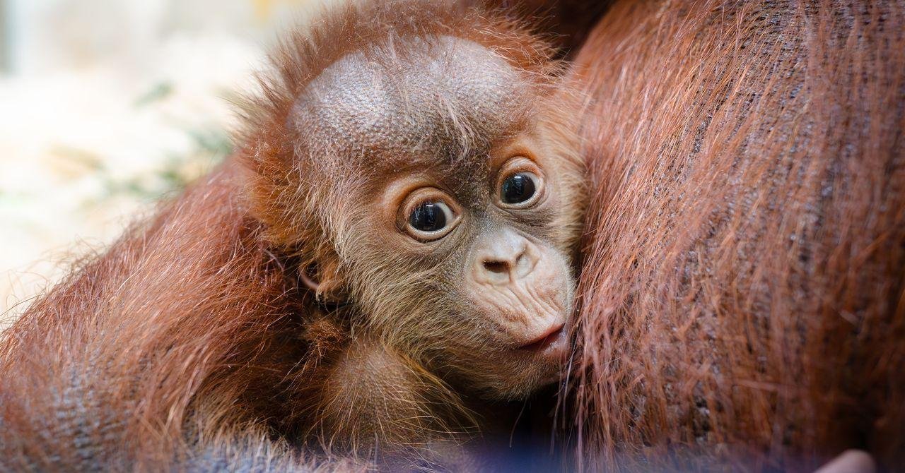 How a Secret Orangutan Breedin...