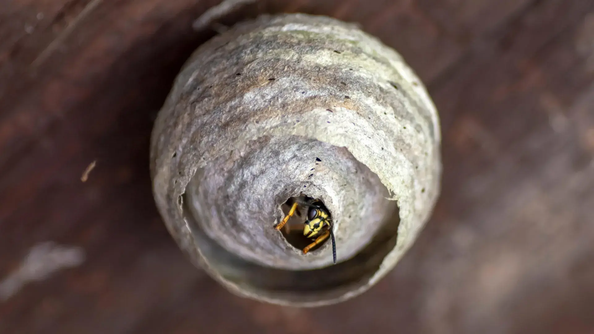 Wasps are disappearing this su...