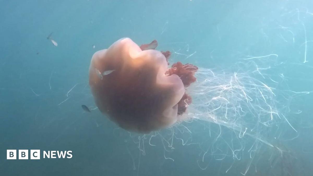 Giant jellyfish with '40ft ten...