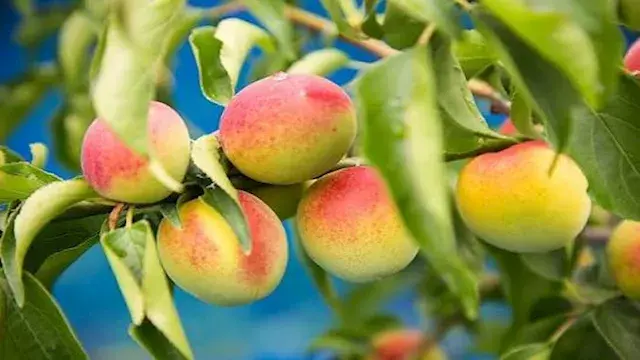 البرقوق الياباني قد يساعد في مكافحة بكتيريا المعدة الخطيرة