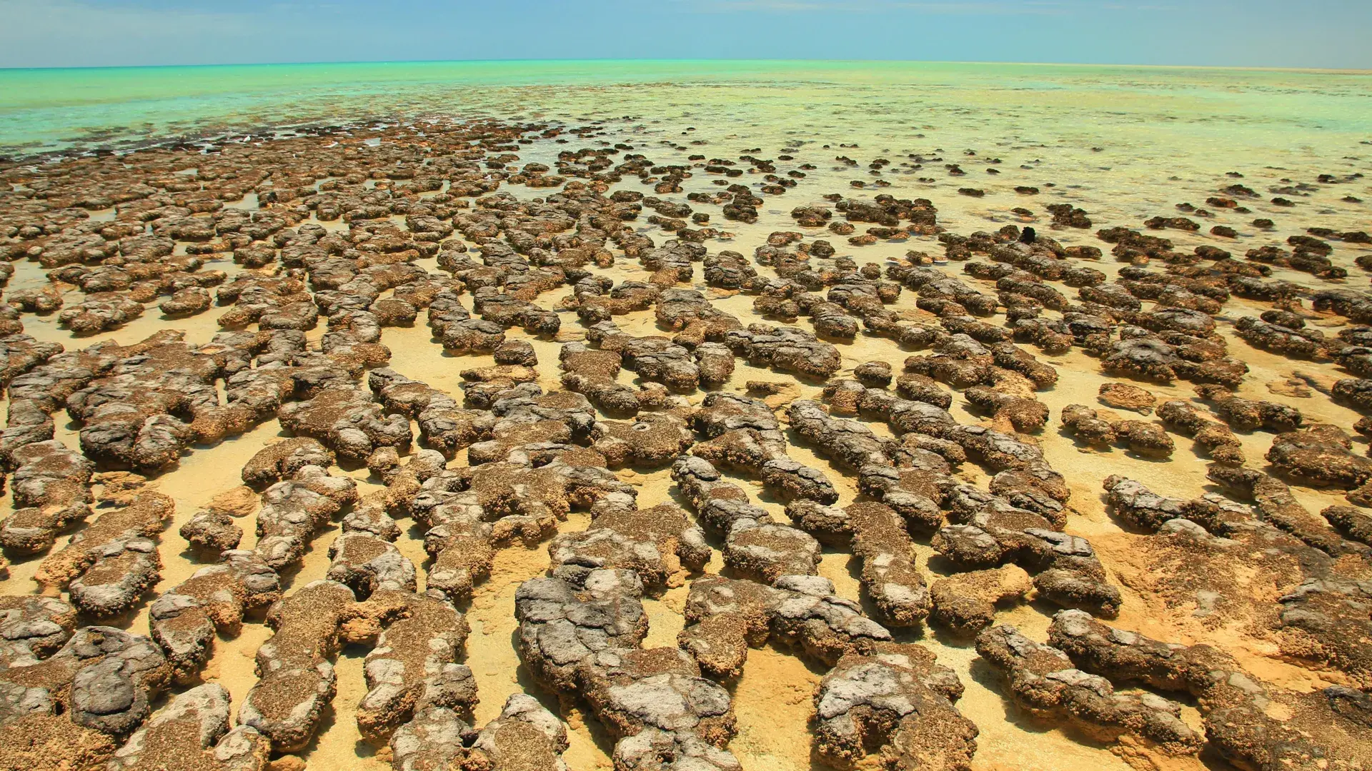 Ancient “living fossils” may r...
