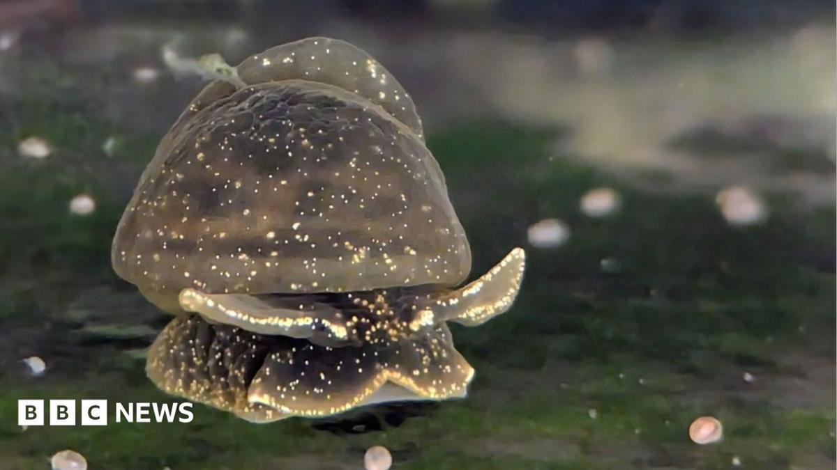 Battle to save the tiny, gooey...