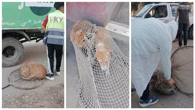 حملة مكبرة للطب البيطري بالدقهلية للتعامل مع الكلاب الضالة