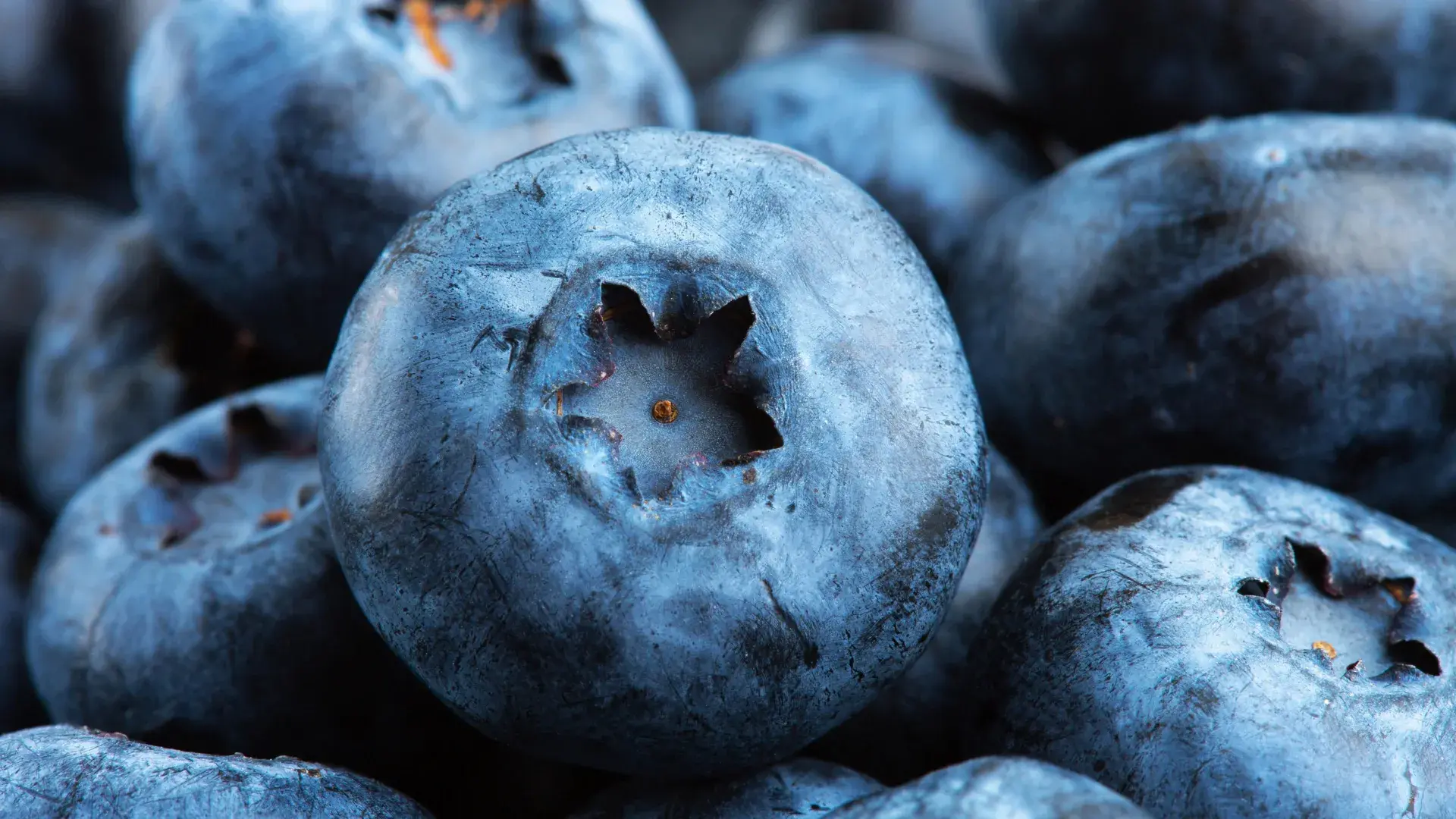 Compound in blueberries may he...