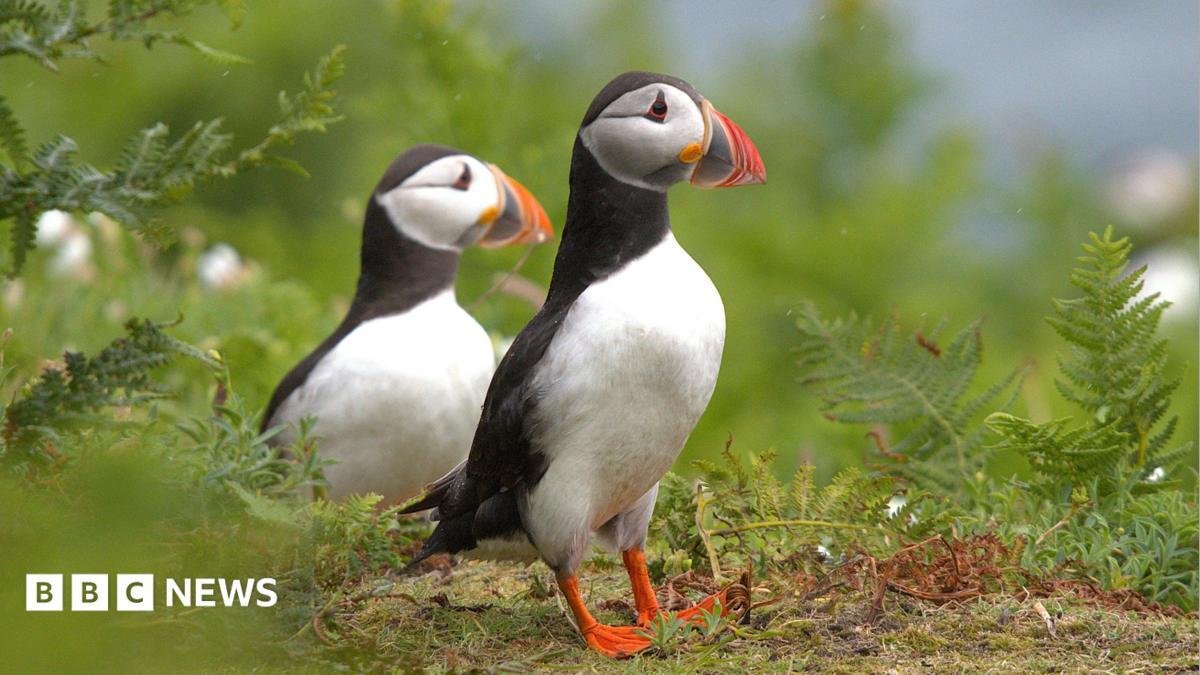 Baby puffins make uninhabited...