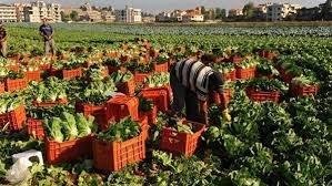 الحاصلات الزراعية: 11.5 مليار دولار عائدات الصادرات الطازجة والمصنعة في 2025