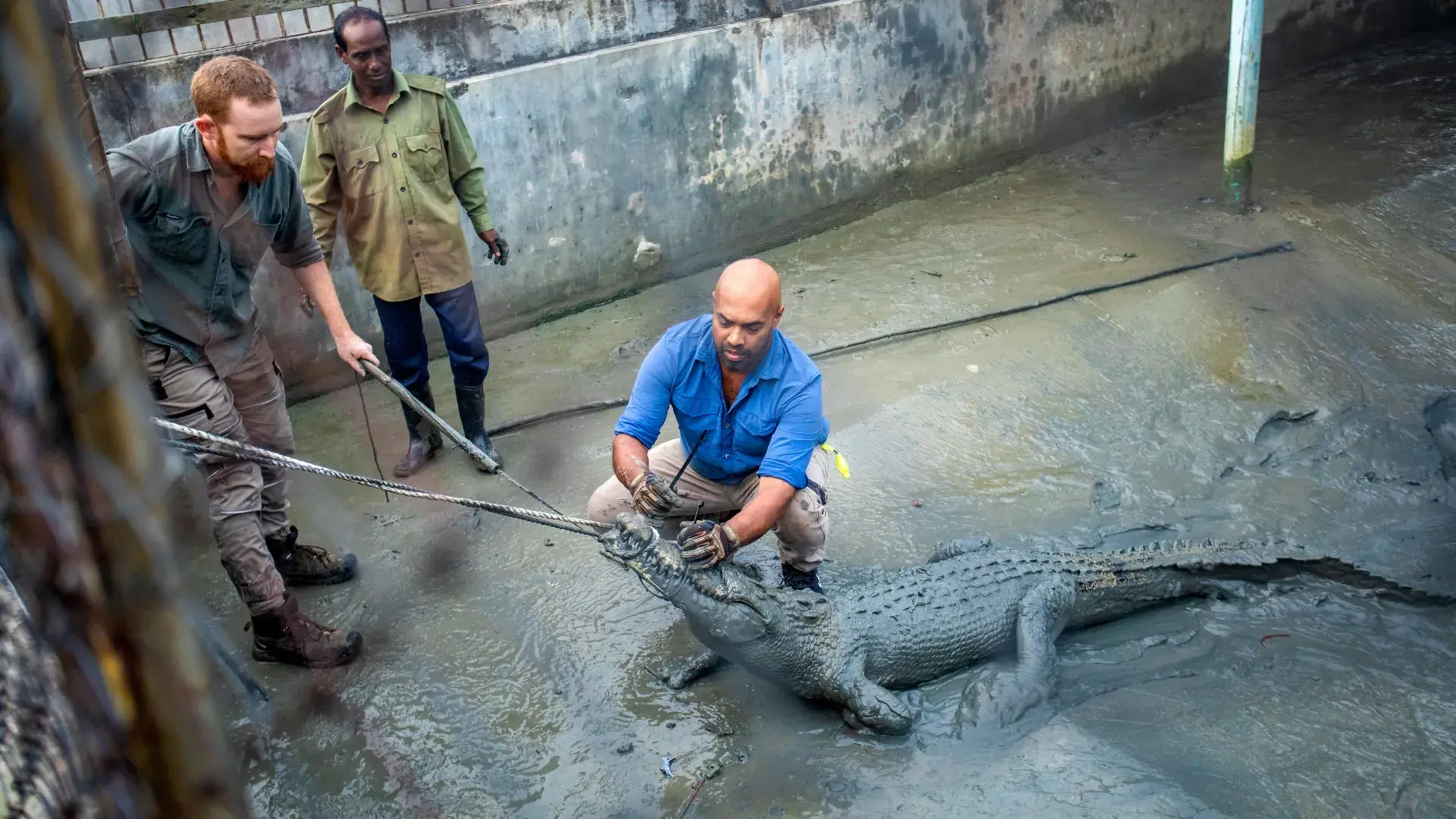 Crocodiles are famous for find...